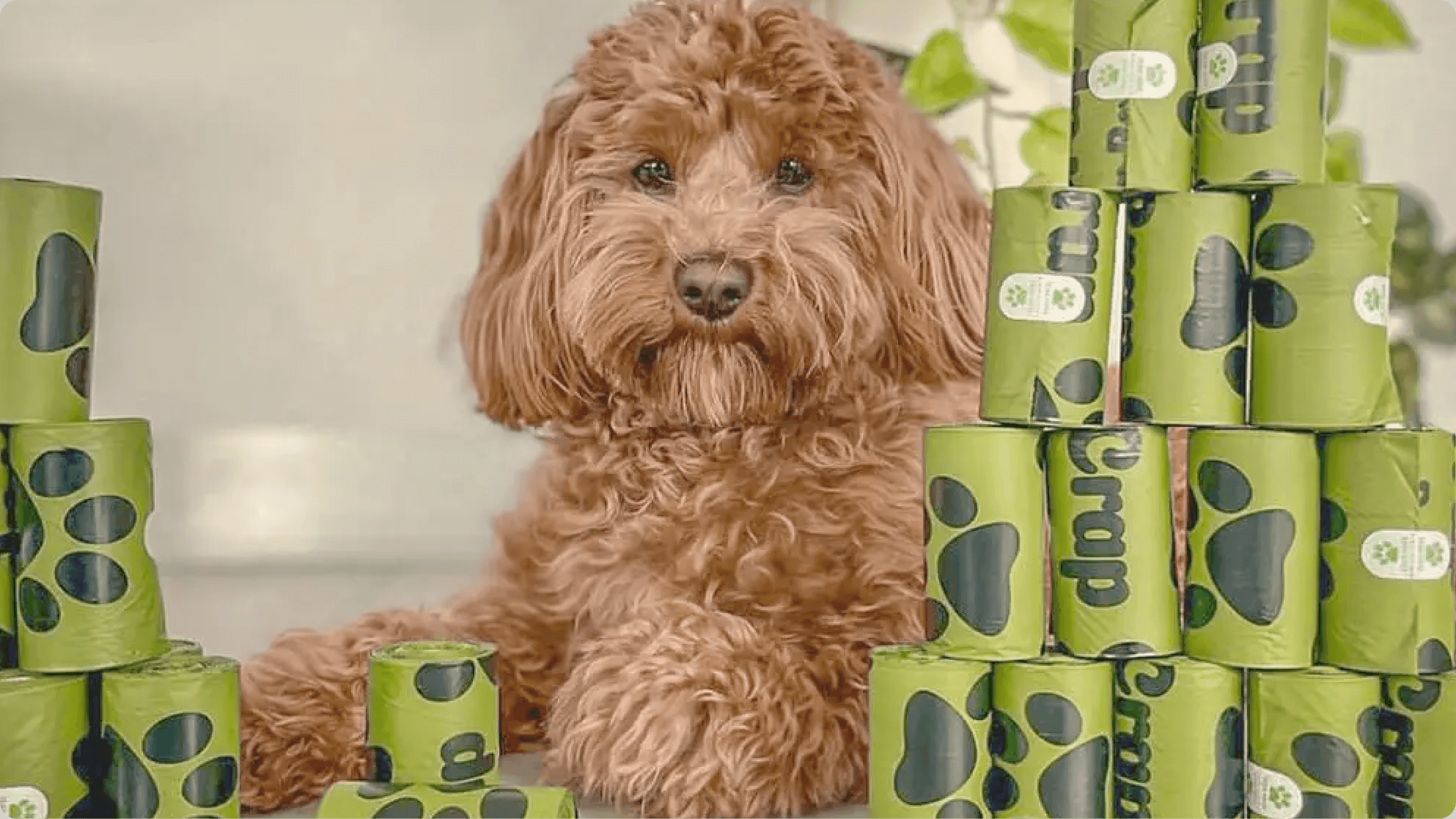 Supporting Sustainable Pet Products with Efficient Fulfillment for Oh Crap